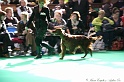 Crufts2011 521